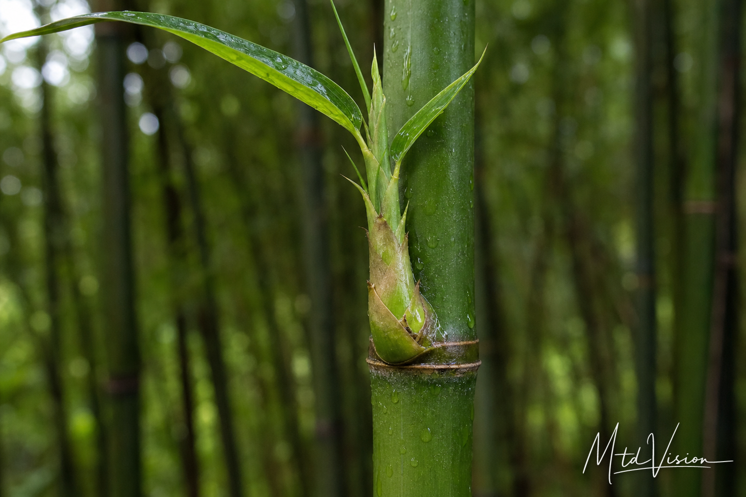 bi atiêng: to grow a new node.