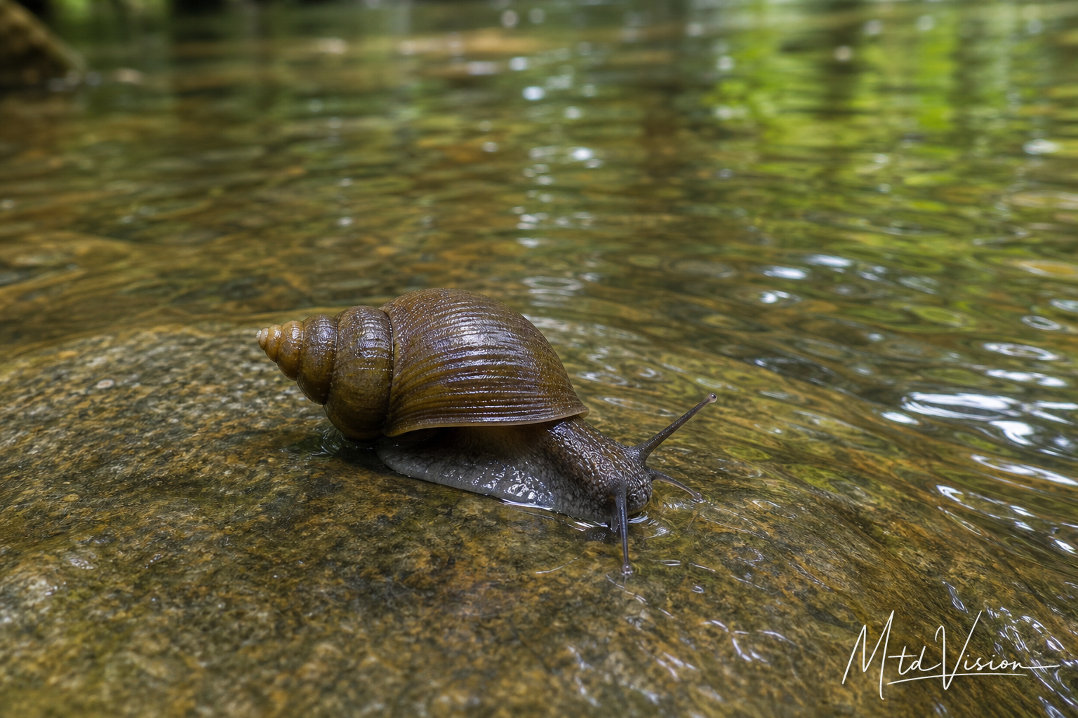 Kind of water snail; species-neutral.