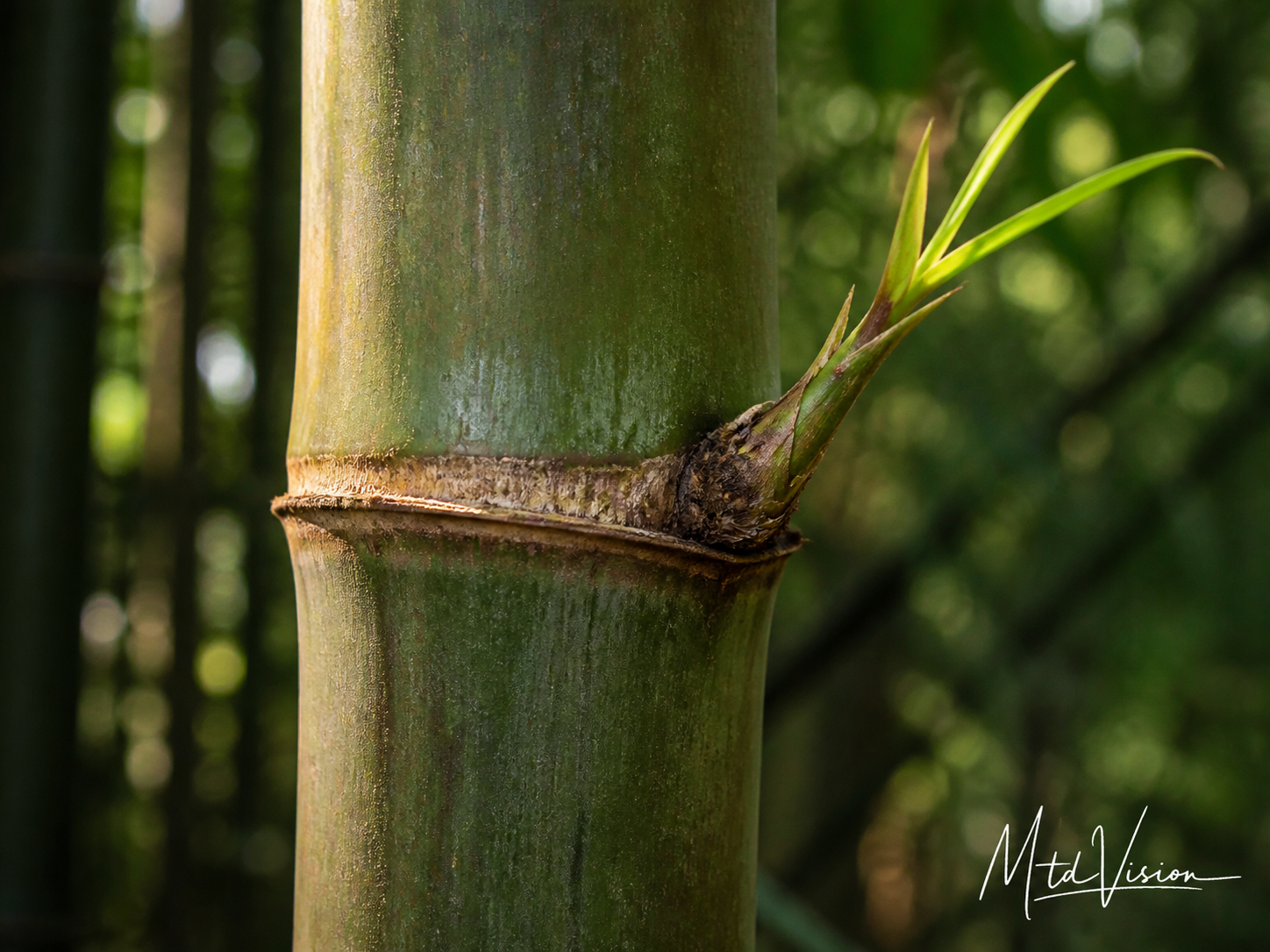 Bamboo node.