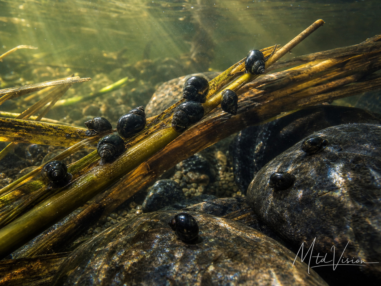 Kind of black water snail.