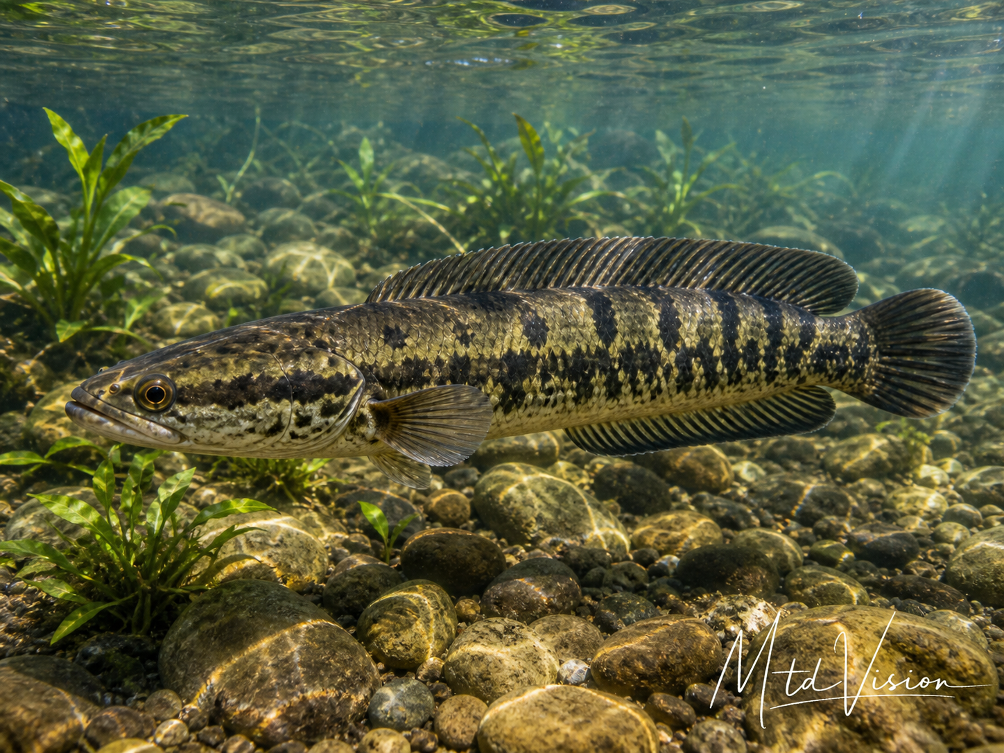 Kind of snakefish.