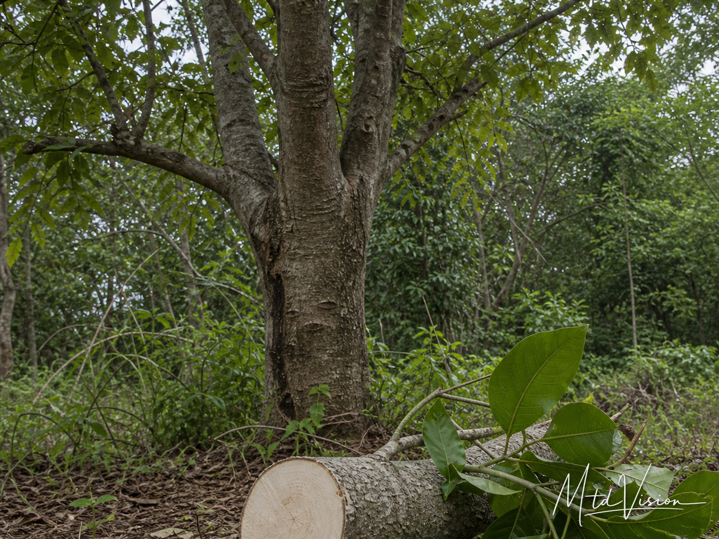 ana ƀlang: A kind of tree having white wood.