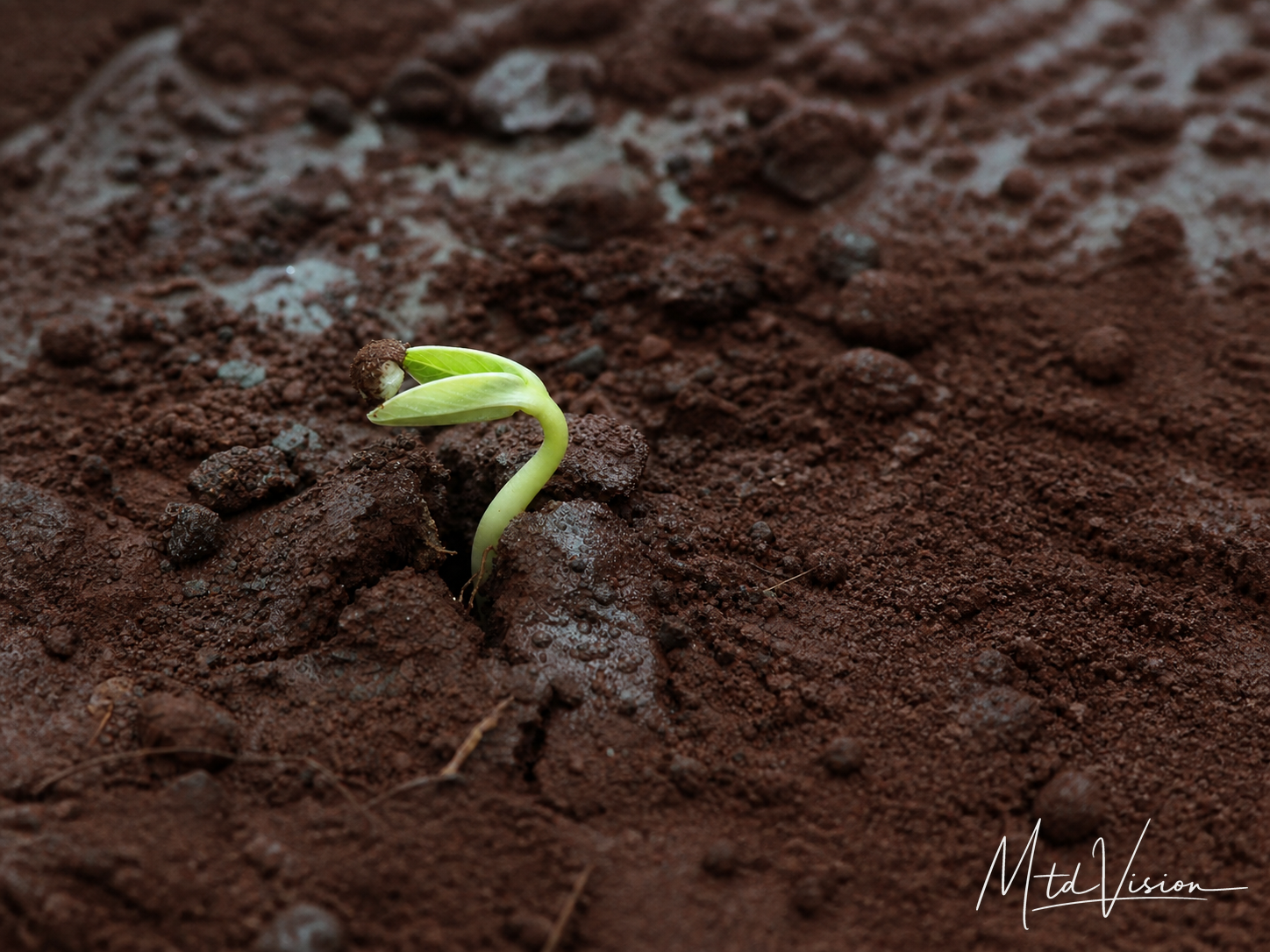 To come out; to emerge.