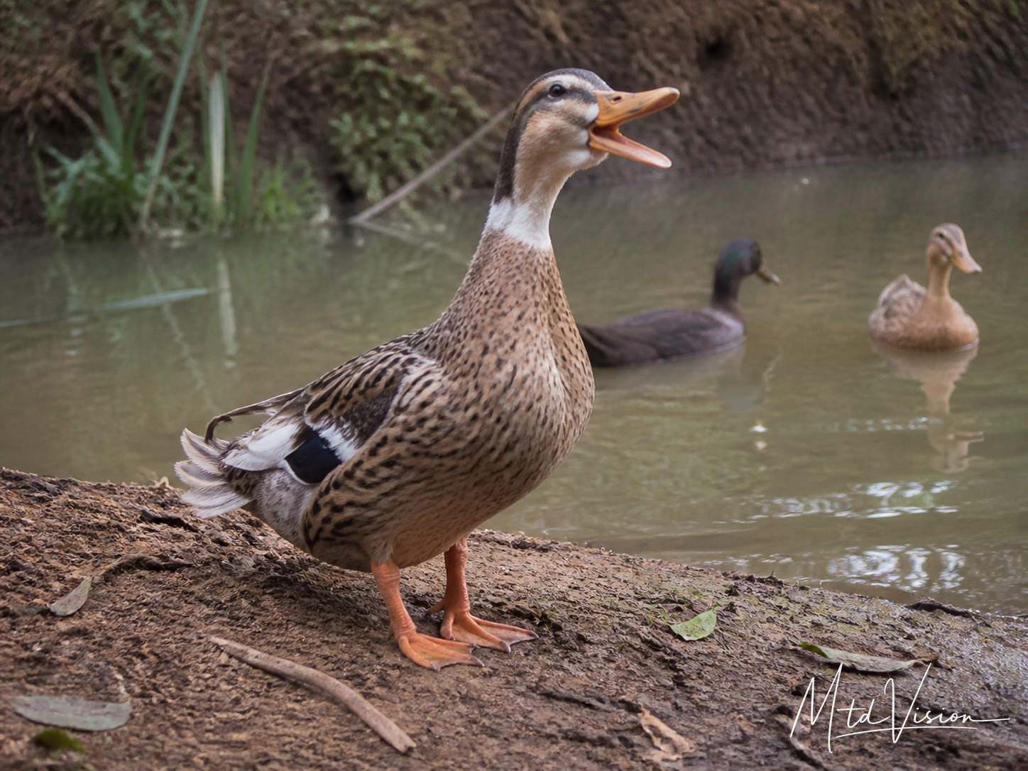 Describes a duck's quacking.