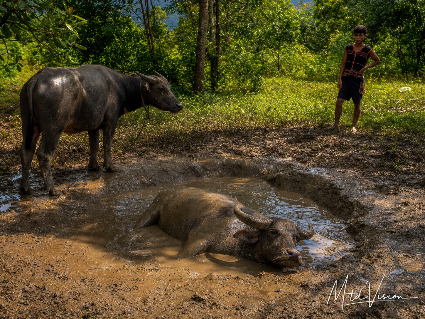 Muddy wallowing place.