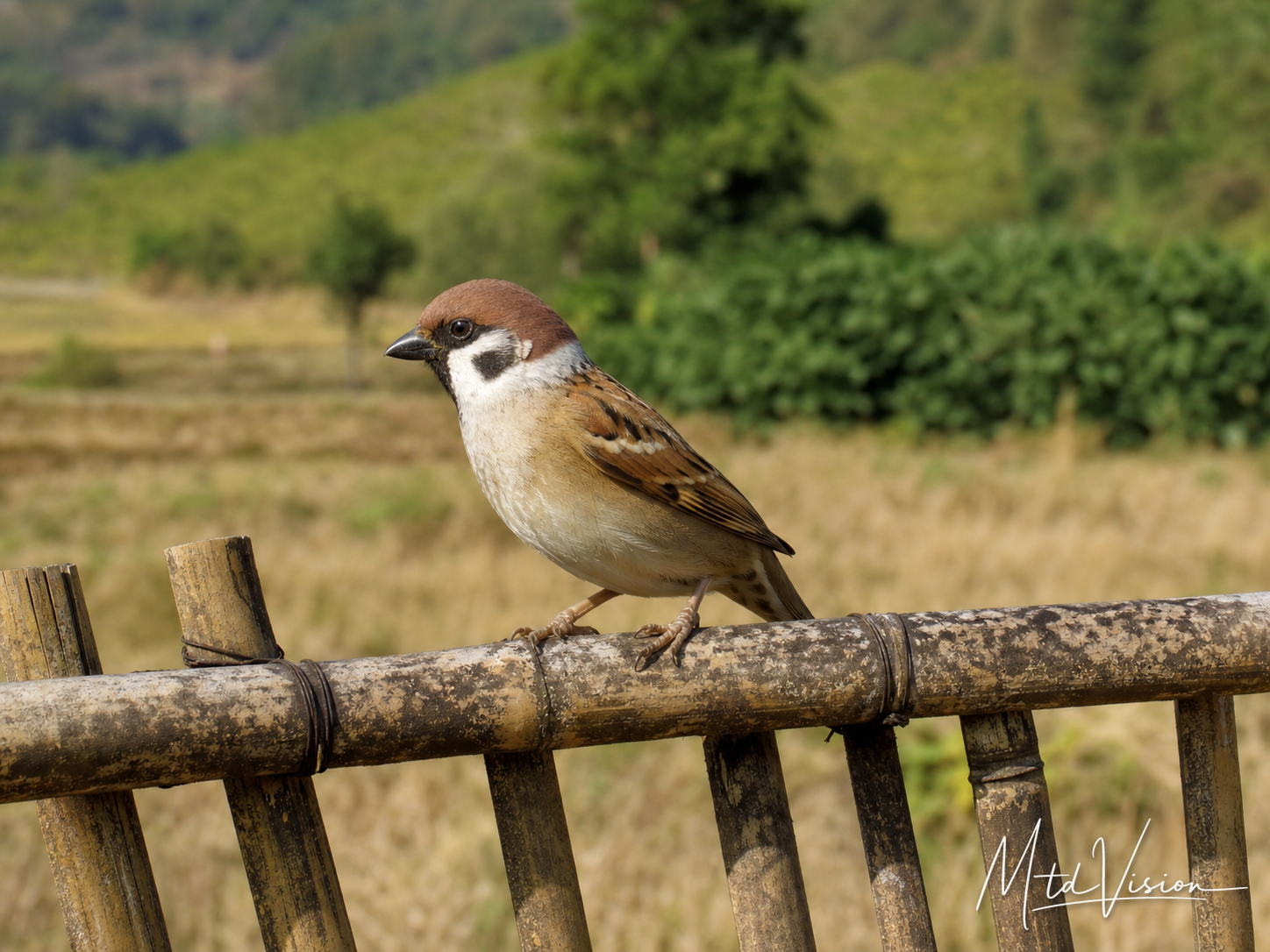 čĭm hrai: Sparrow.