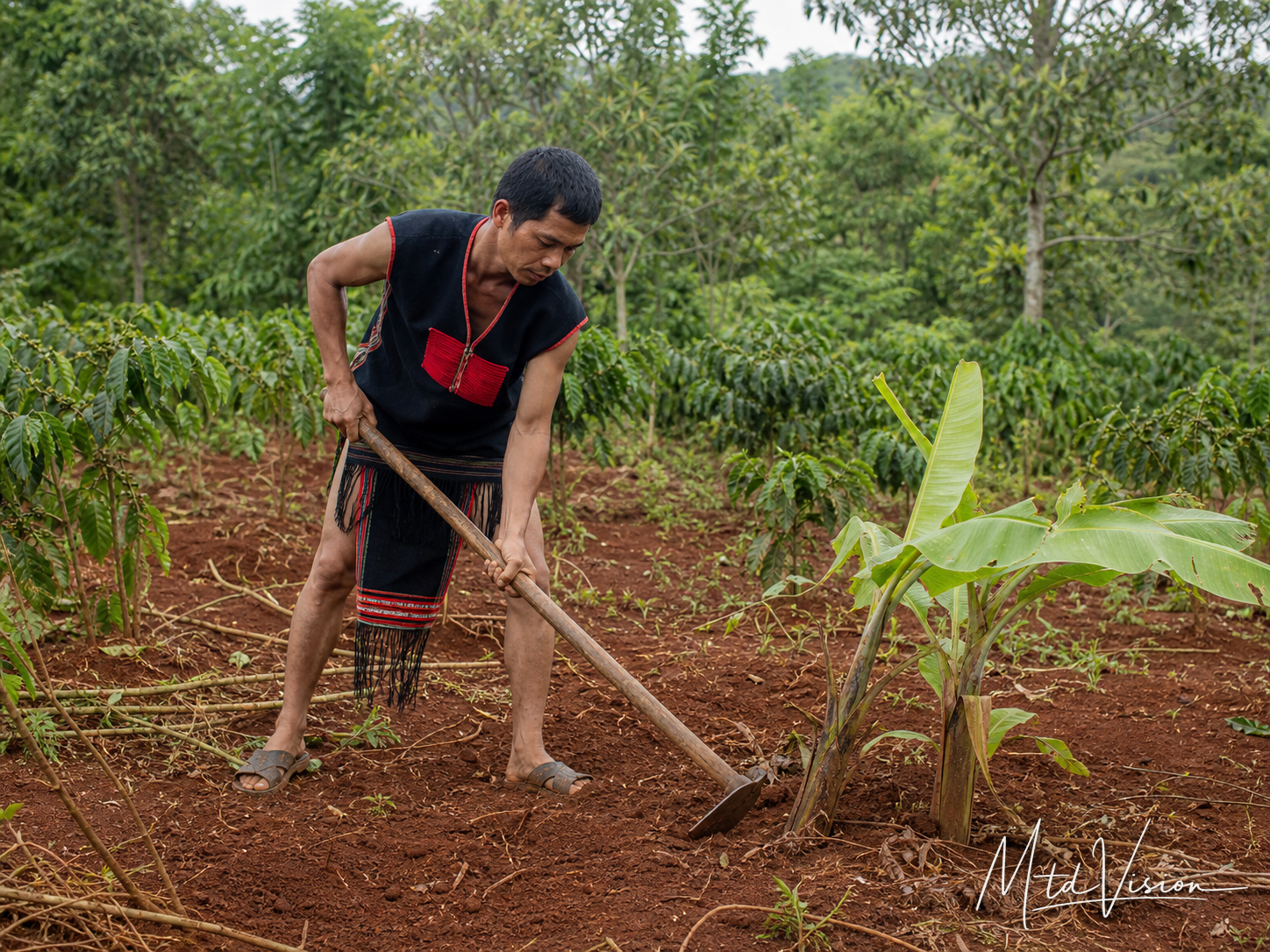 To chop or cut off a plant with a hoe.