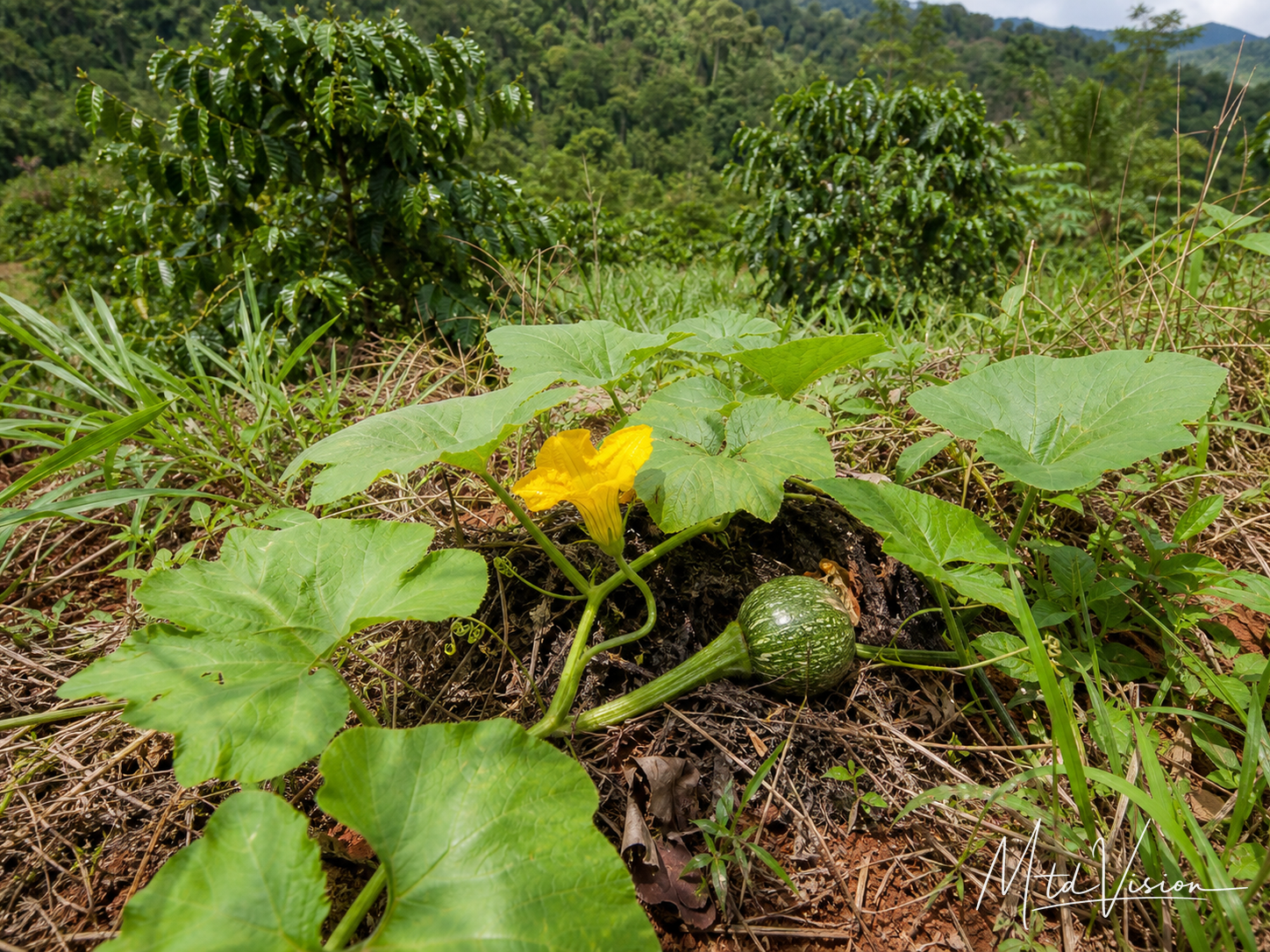 čŏng čăt: Growing naturally, not planted; volunteer plant.