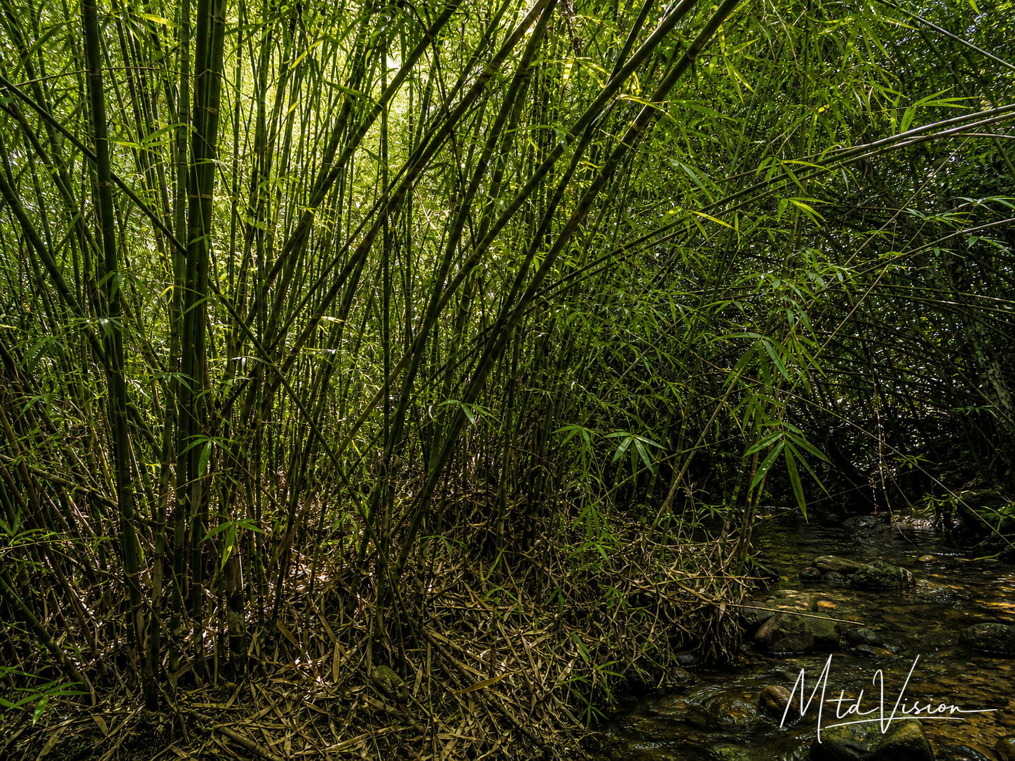A thicket of ale bamboo.