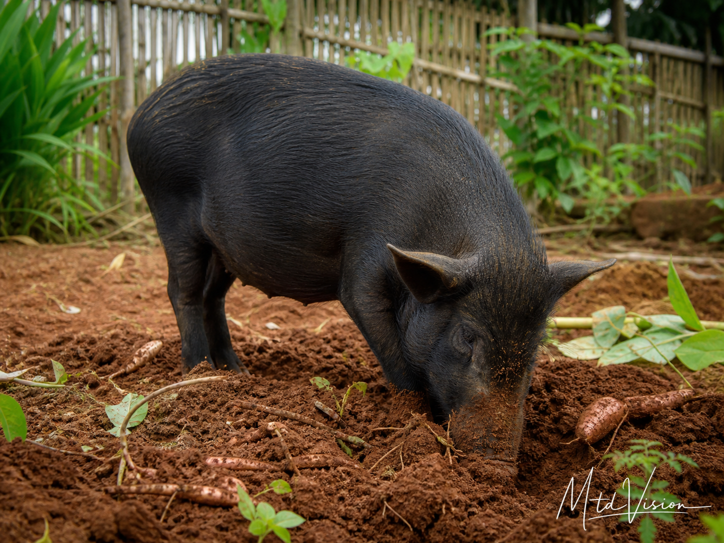 To root in the earth (of a pig).