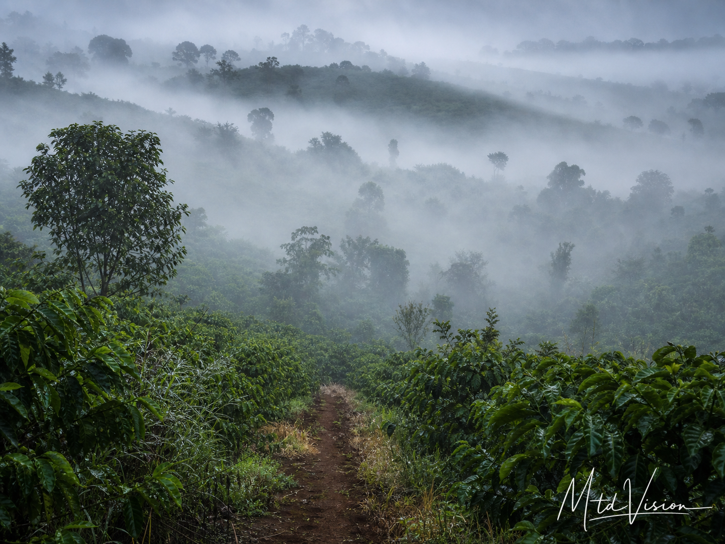 Fog.