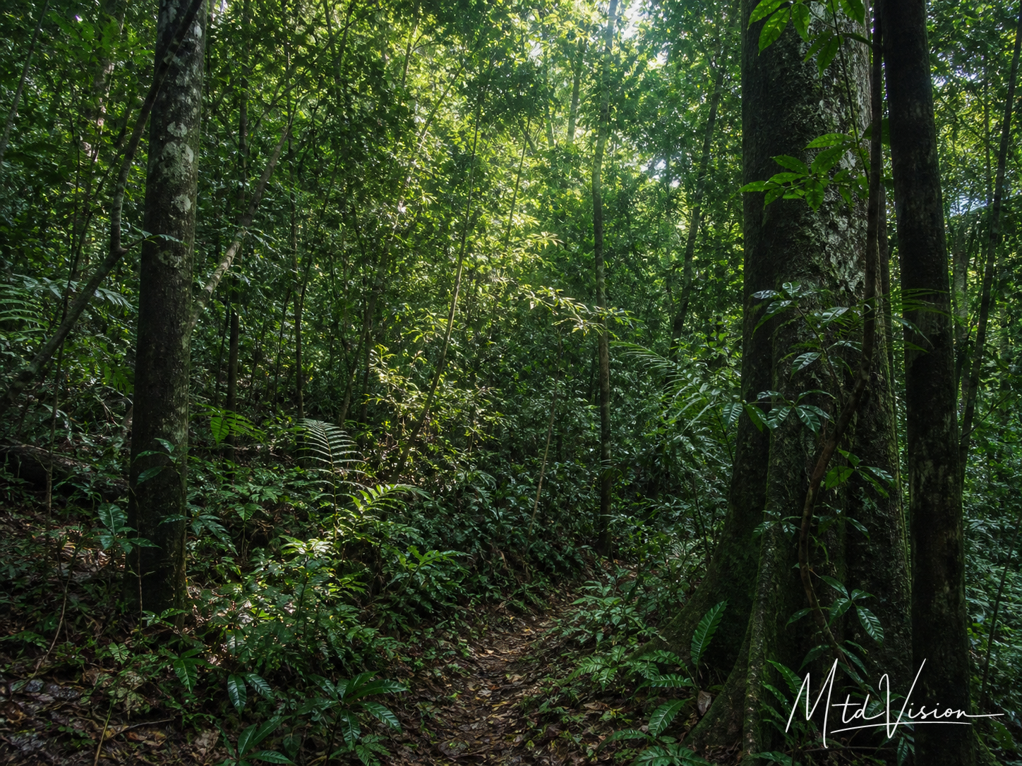 Forest or jungle.
