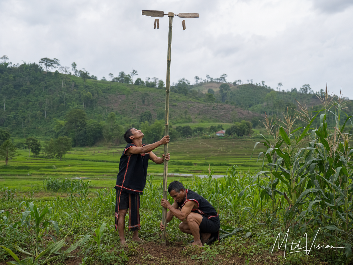 To stand upright a bamboo pole bearing kŏng dar, a rotating bird-scaring noisemaker.