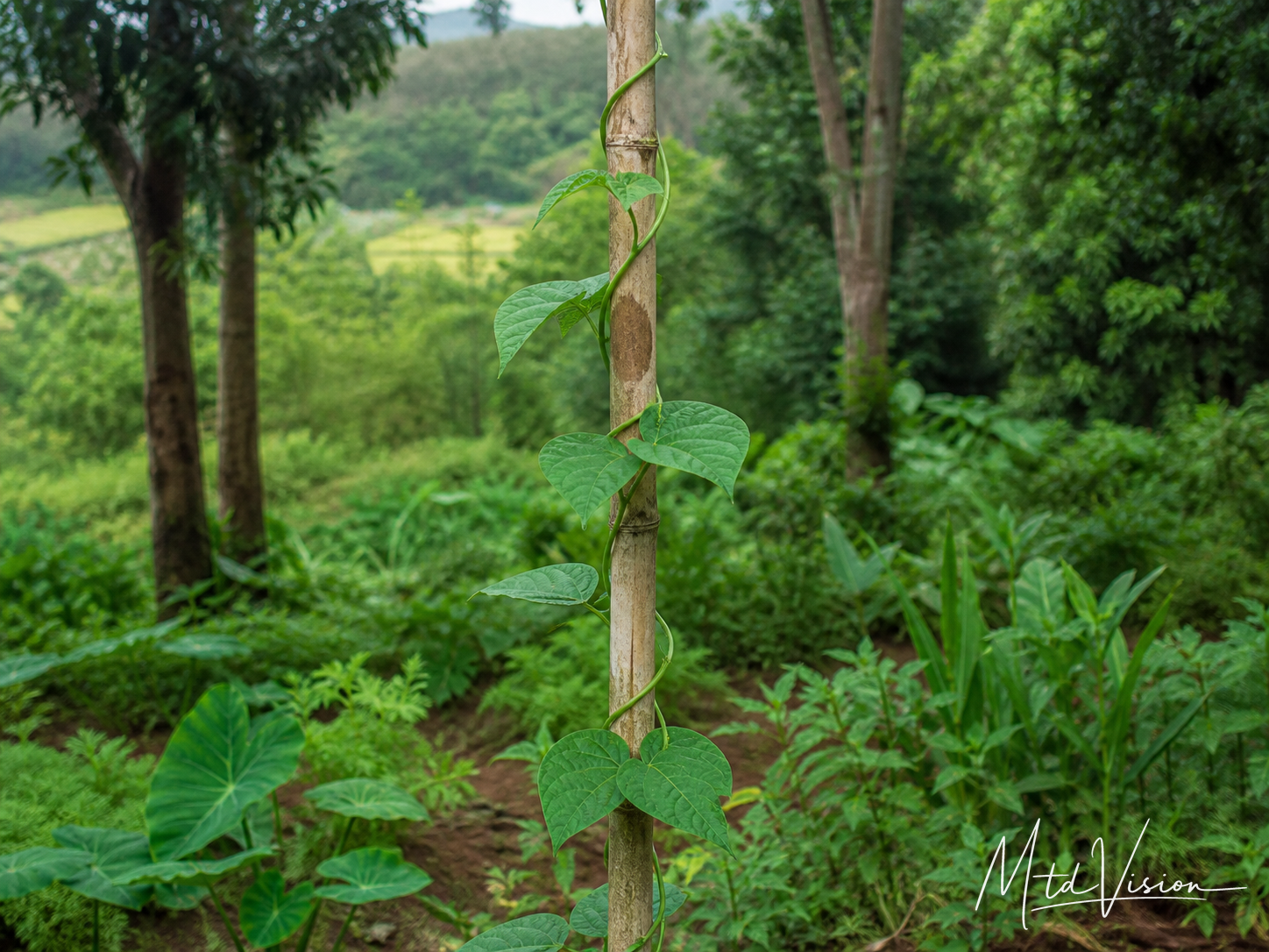 To climb (of a vine).
