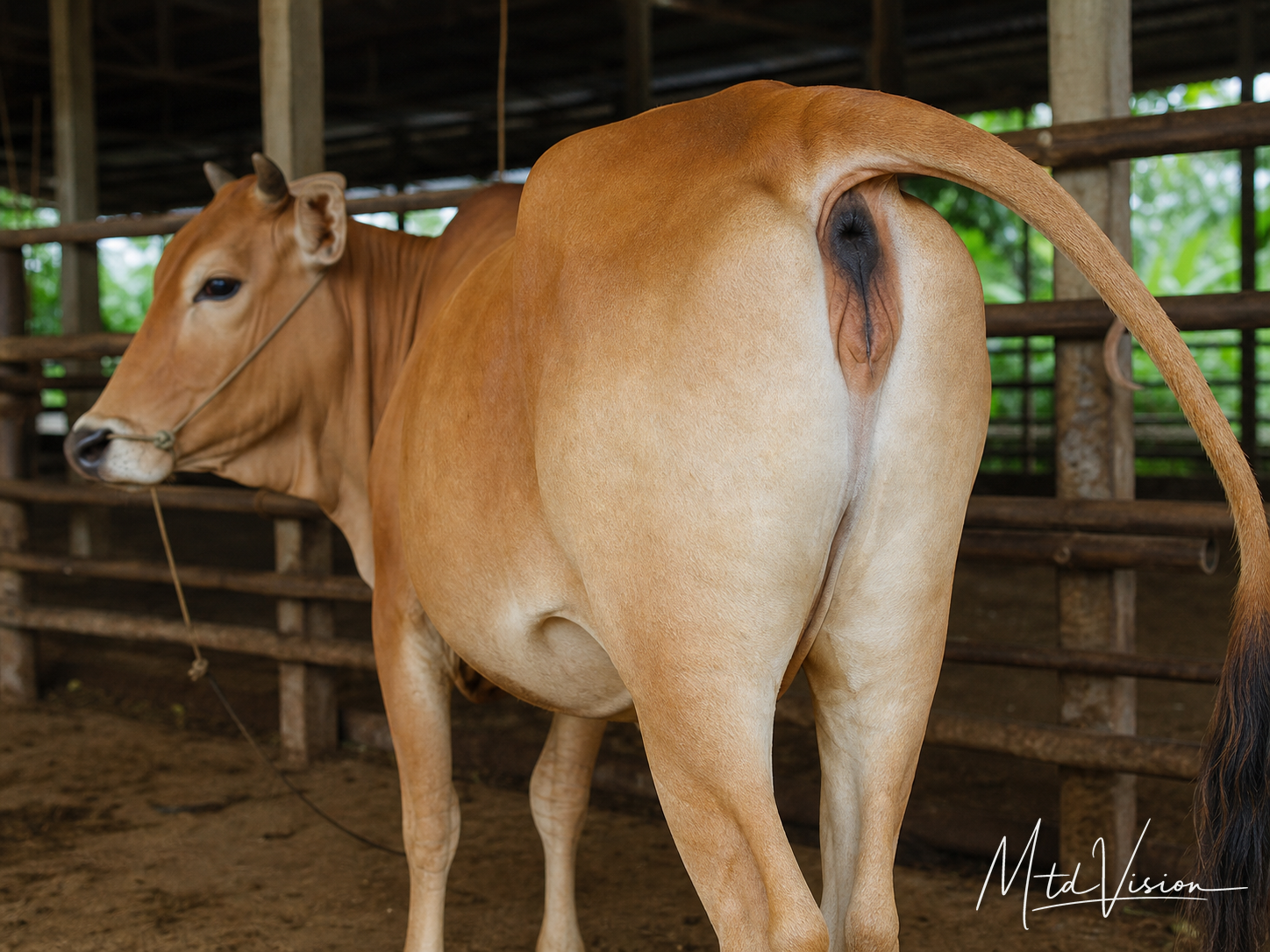 Vagina (of an animal).