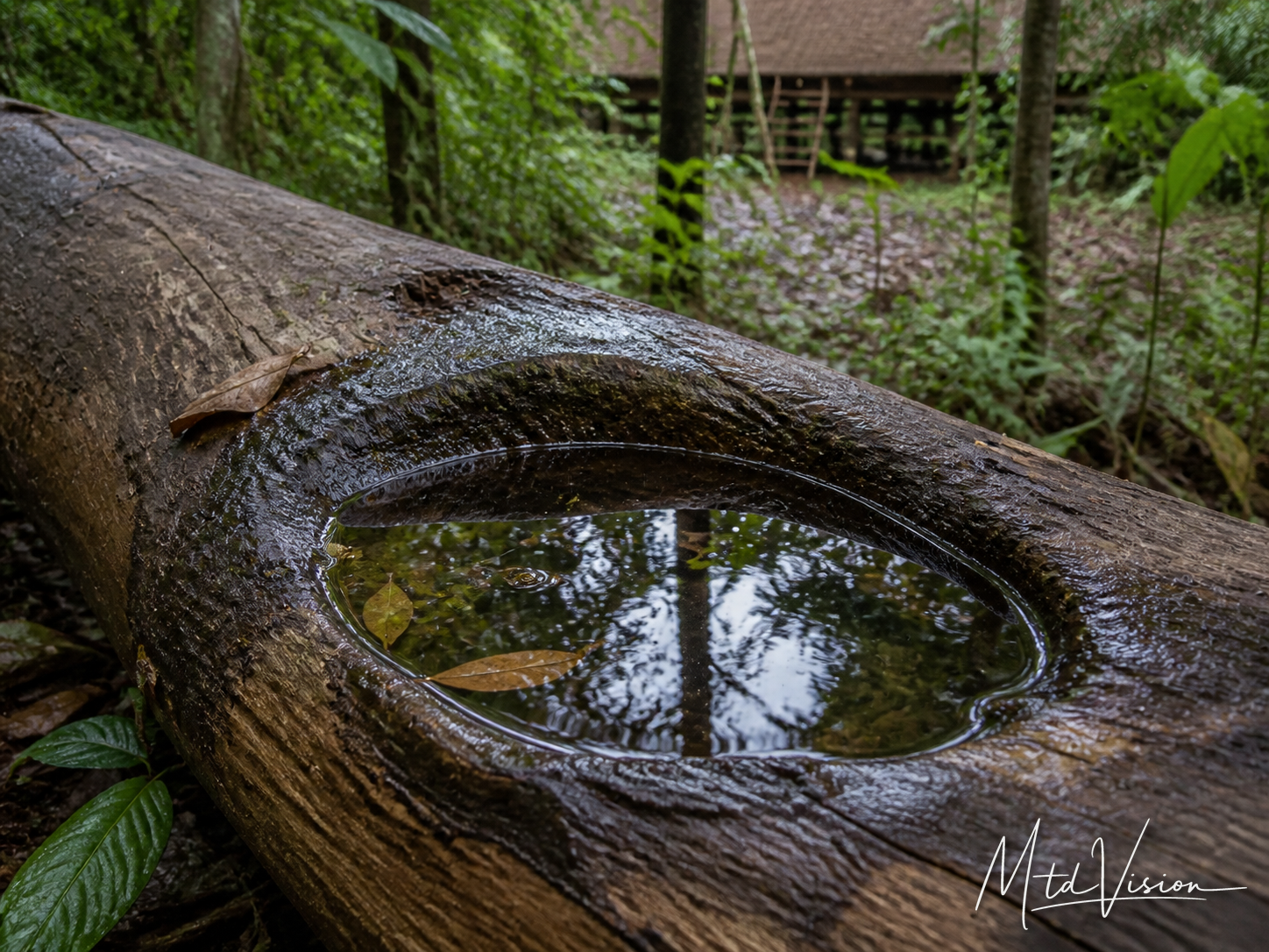 Water collected in a hole of a fallen tree.