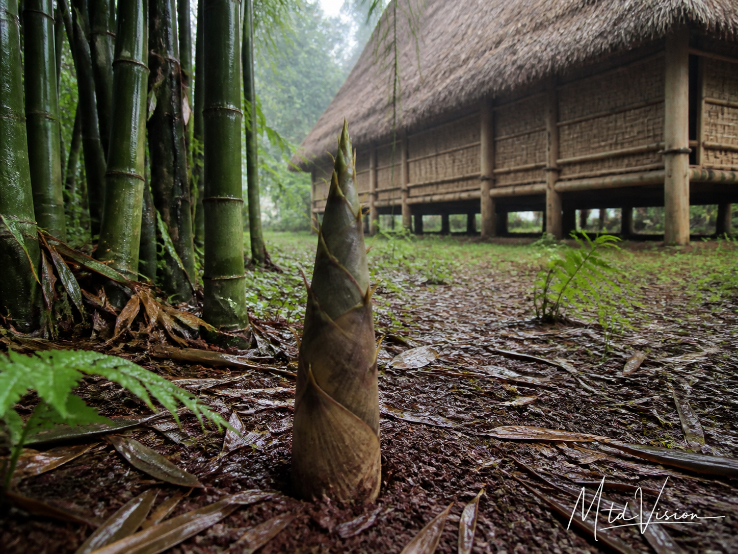 A bamboo shoot.