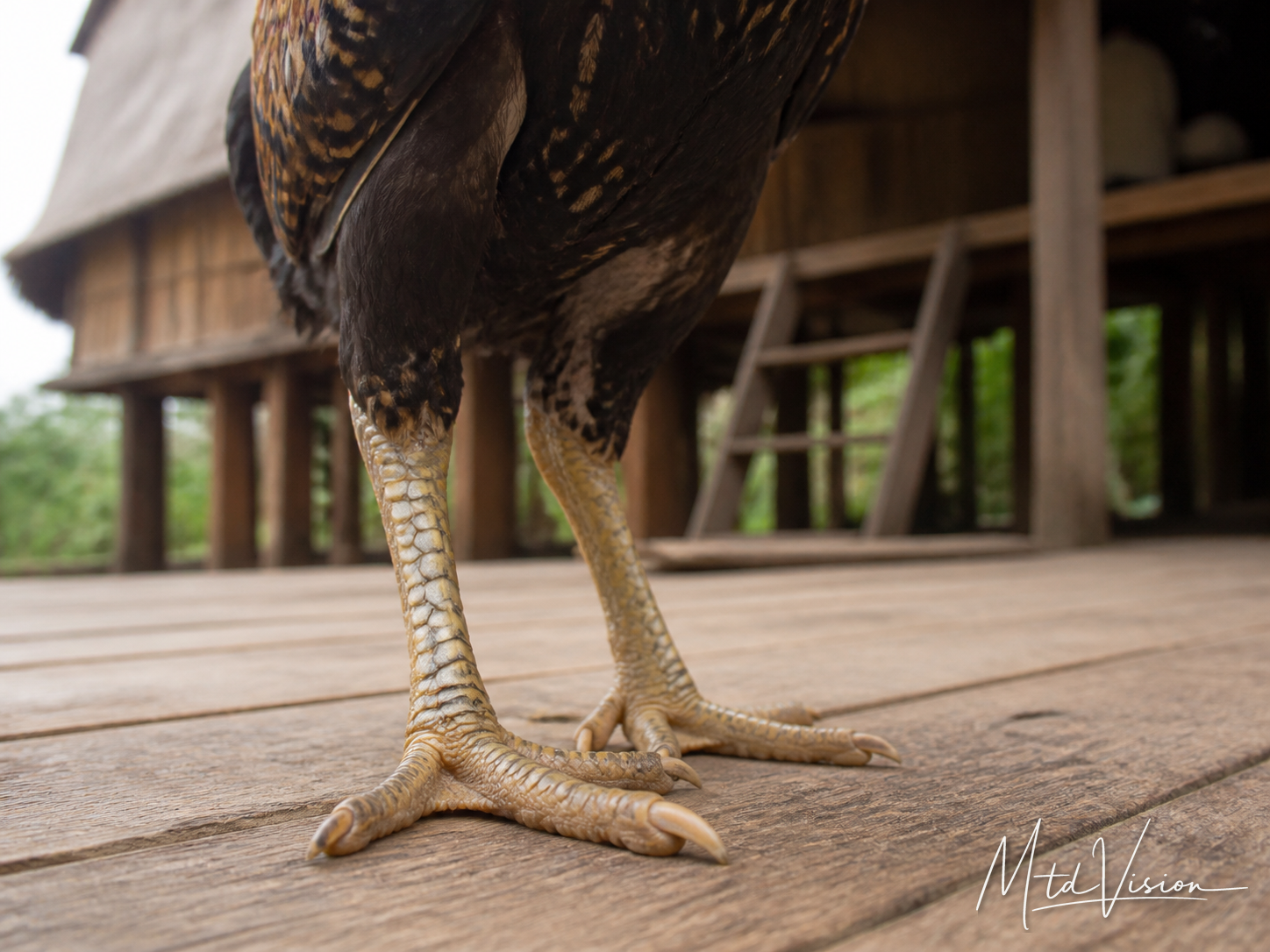 Thin skin-like covering on a bird's foot.