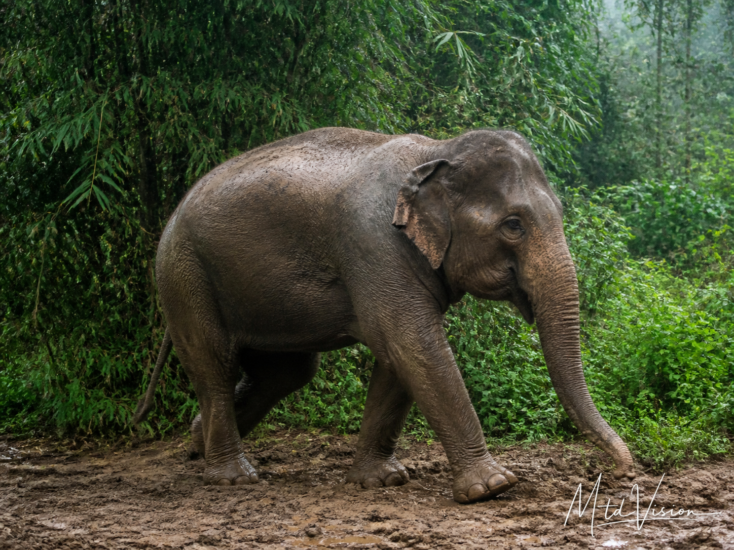 Elephant.