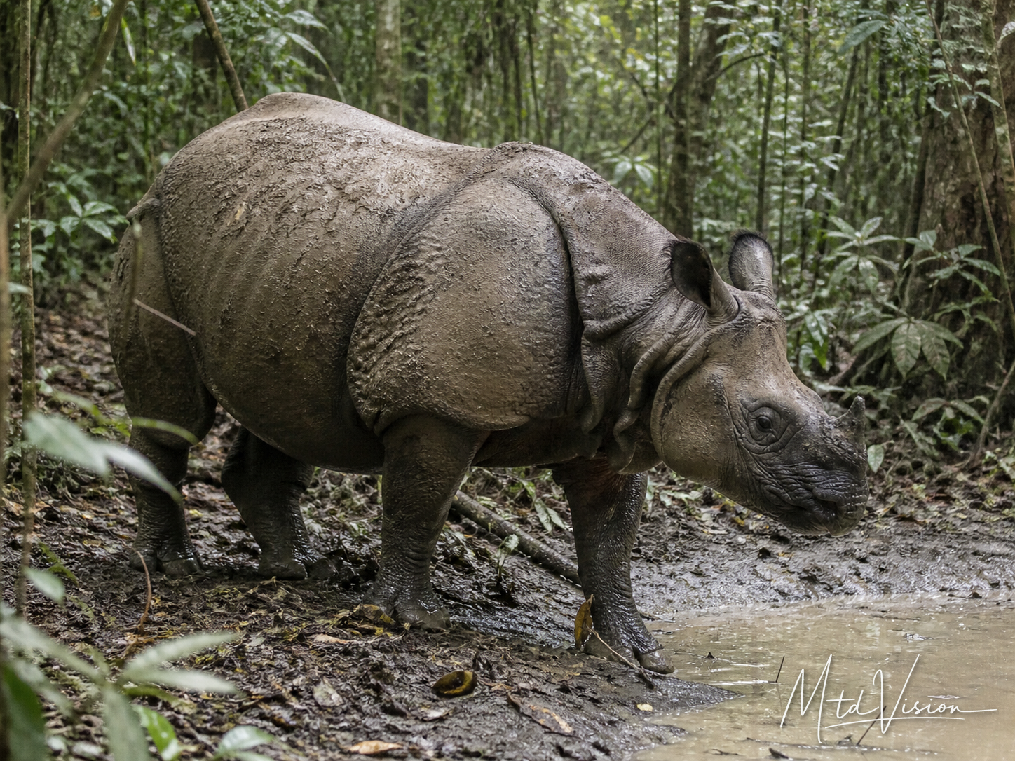 Rhinoceros.