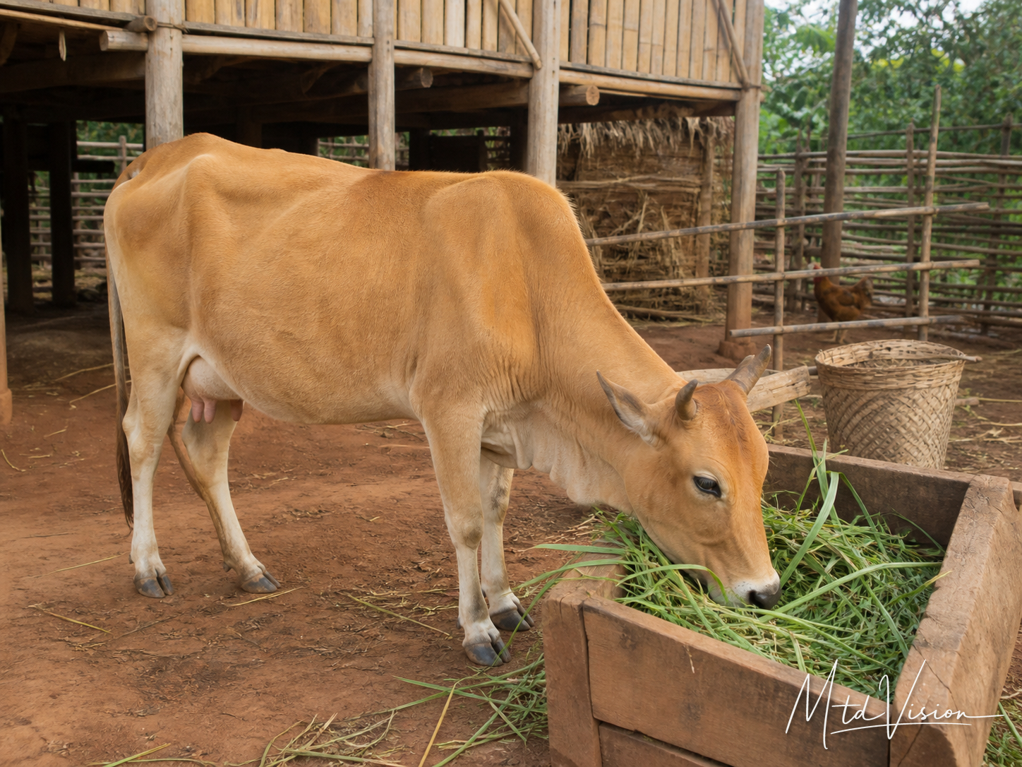 Cow.