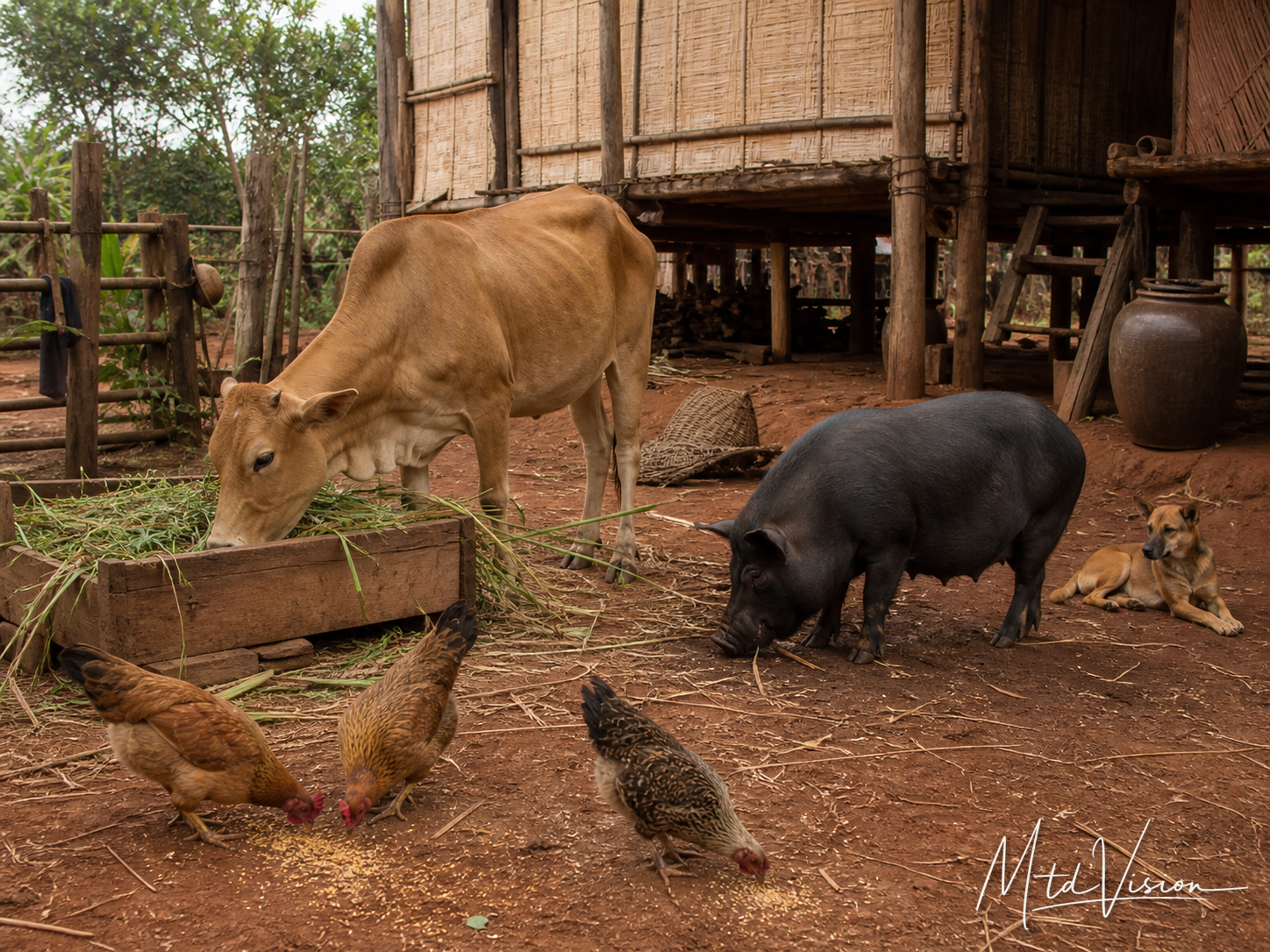Êmê kbao: Domesticated animals.