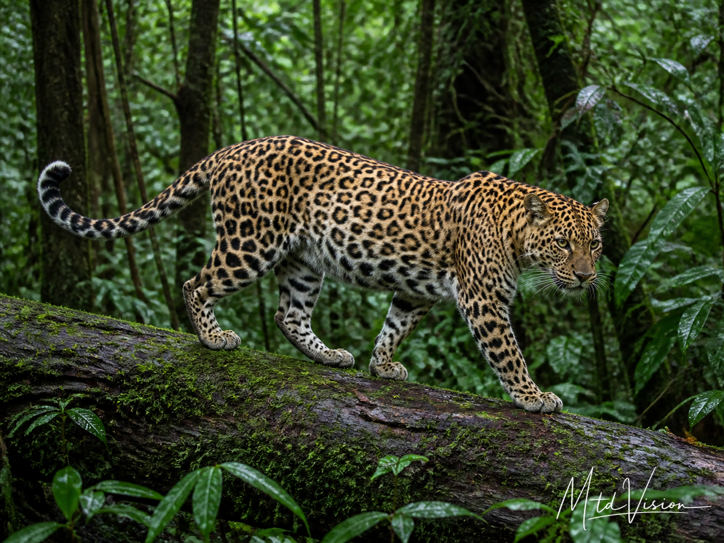 Êmông bronc: Leopard.