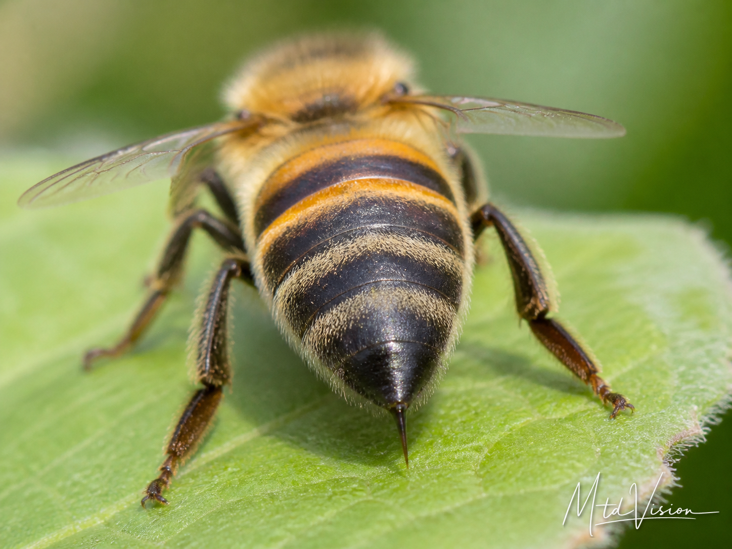 Sting; stinger of a bee or scorpion.