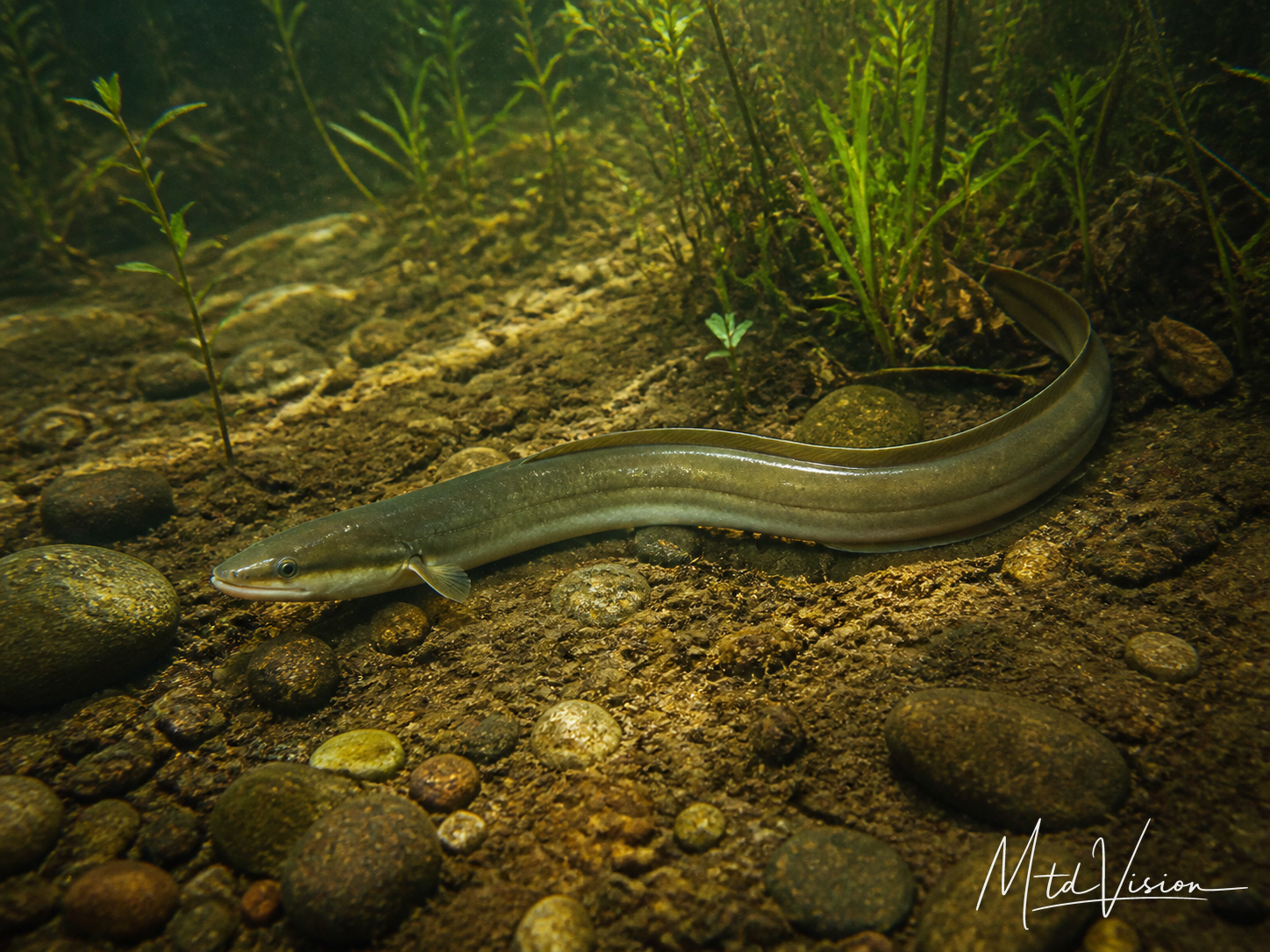 Eel.